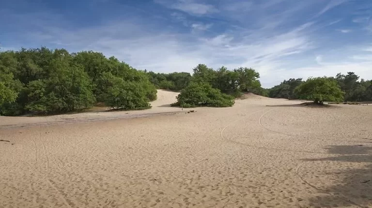 Loonse en Drunense Duinen